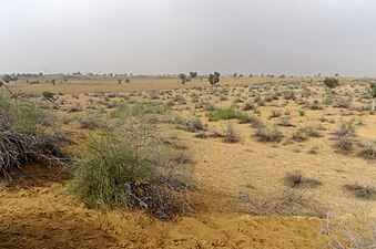 Paysage près de Bikaner en décembre 2019.