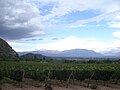 A view across the valley with vineyard in the foreground