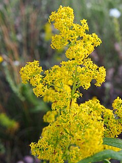 Galium verum