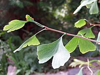 Japanse notenboom (Ginkgo biloba)