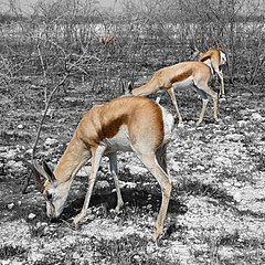 Springbokke wei op 'n afgebrande veld, Nasionale Etoshawildtuin, Namibië