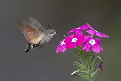 Duehale (Macroglossum stellatarum)