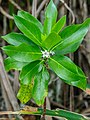 Myoporum wilderi, pianta endemega