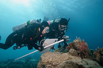 Studying coral health in St. Thomas.