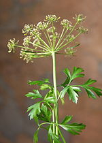 Miniatura per Petroselinum crispum