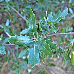 Description de l'image Quercus vaseyana (Vasey Oak) plant.jpg.