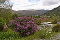 Glenmore Lake mit Rhododendren