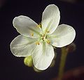 Drosera kenneallyi