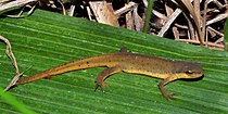 Eastern newt (Notophthalmus viridescens) in Walker County