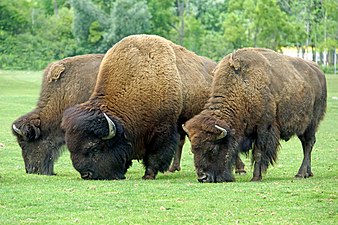 Bison d'Amérique (pâturage).