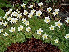 Saxifraga_decipiens