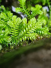 Selaginella kraussiana