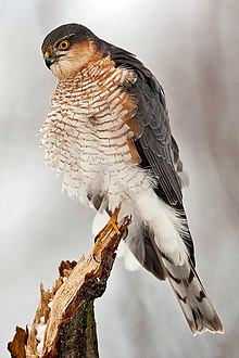 Sporvehauk, Accipiter nisus Foto: Bohuš Číčel