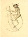 Le Tarsier spectre dans un ouvrage consacré au genre Tarsius par Hermann Burmeister (1846).