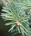 Pingloj de blanka piceo, Picea glauca