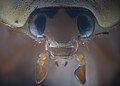 Cabeza y ojos de Vaquita de San Antonio.