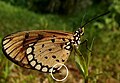 Tawny Coster female Showing 'sphragis'