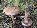 Cortinarius glaucopus