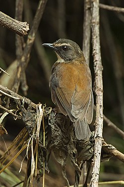 Mkeshamsitu kidari-kahawia (Chamaetylas poliocephala)