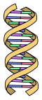 Struttura dell'elica del DNA