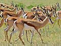 Springboks (Parc transfrontalier de Kgalagadi, Afrique du Sud).