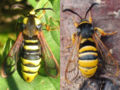 Sesia apiformis and S.bembeciformis side by side