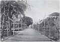 Photograph of an avenue in the Darbar Ganj Gardens of Faridkot State