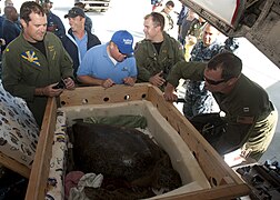 SeaWorld Rescue Team members working with the U.S. Navy evacuating an injured sea turtle.