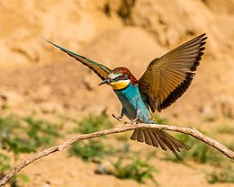 Gyurgyalag (Merops apiaster)