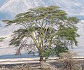 Koorsboom (Acacia xanthophloea)