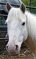 Heterocromie la un ponei Pinto palomino.