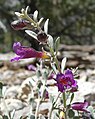 Penstemon thompsoniae