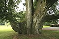 Tilia ×europaea in Sainte-Cécile (Belgien).