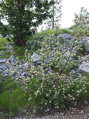 Viburnum maculatum