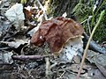 Gyromitra fastigiata