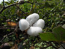 Il cotone è una coltura da reddito significativa. Secondo il National Cotton Council of America, nel 2014 la Cina era il più grande paese produttore di cotone al mondo, con una produzione stimata di circa cento milioni di balle da circa 217 kg l'una (480 libbre).