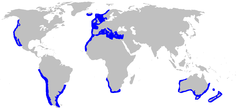 Distribución mundial do cazón (Galeorhinus galeus)