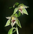 Schmallippige Stendelwurz (Epipactis leptochila) Übergang vom Epichil zum Hypochil