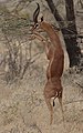 Gerenuk