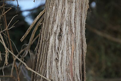 Trunk bark