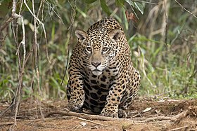 Fêmea fotografada no rio Piquirí, Pantanal