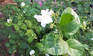 Jasmim em flor em Hyderabad (Índia)