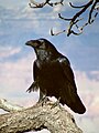 Chihuahuan raven