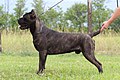 Un Cane Corso italiano: il suo peso è di 50 Kg; è alto 68 cm; il suo carattere è forte, dolce e pacato, leale e protettivo.