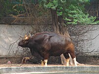 Gaur