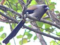 Grey treepie