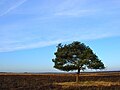 Nabij het Moordenaarsveen in het Dwingelderveld; hier zou ooit een Spaanse soldaat zijn vermoord