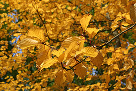 Sorbus alnifolia, em folhagem outonal.