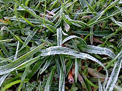 Light frost on grass in Western Sydney, New South Wales, Australia