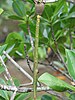 Propagule of red mangrove